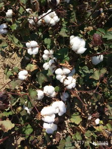 近期手采棉越收越涨的情况会维持多久