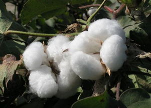 印度棉花价格可能暴跌