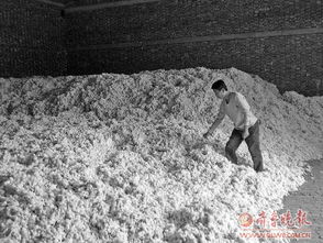 聊城 棉商囤千吨棉花赔了上百万 目前收购价4.3元 斤