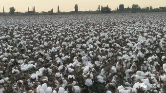 部份地区机采棉出价了 看近日新疆地区籽棉收购均价一览表